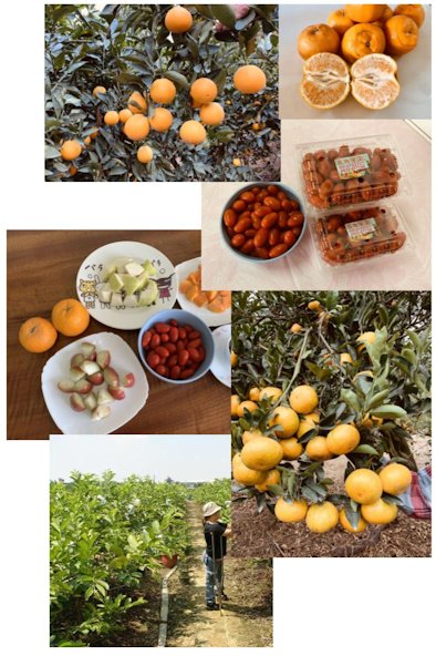 ▲每一種當季當時令的水果都要吃，是最好的養生保健之道。(照片/台灣扶農協會提供)