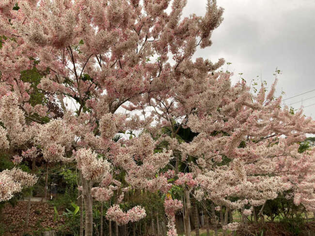 ▲嘉義166縣道兩旁盛開的花旗本。照片由台灣扶農協會提供。