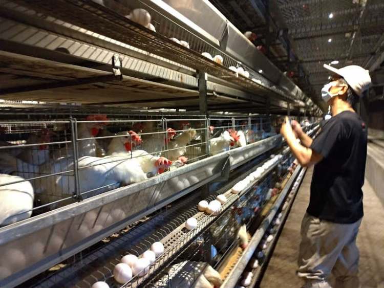 ▲陳秋池畜牧場引入六星級進口設備，飼養雞隻生產高品質雞蛋。(照片/社團法人台灣扶農協會檔案照)