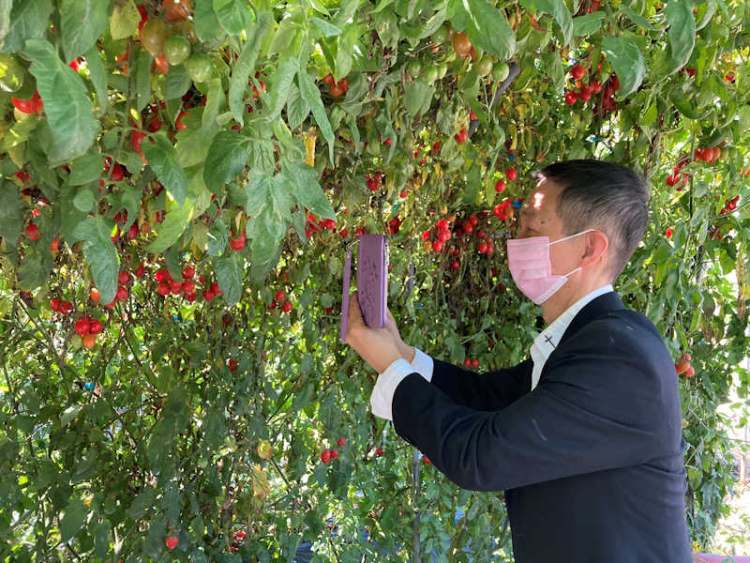 ▲黃禎祥拿出手機，立即將小番茄園的狀況拍照上傳社群，號召大家來買小番茄。(照片/台灣扶農協會提供)