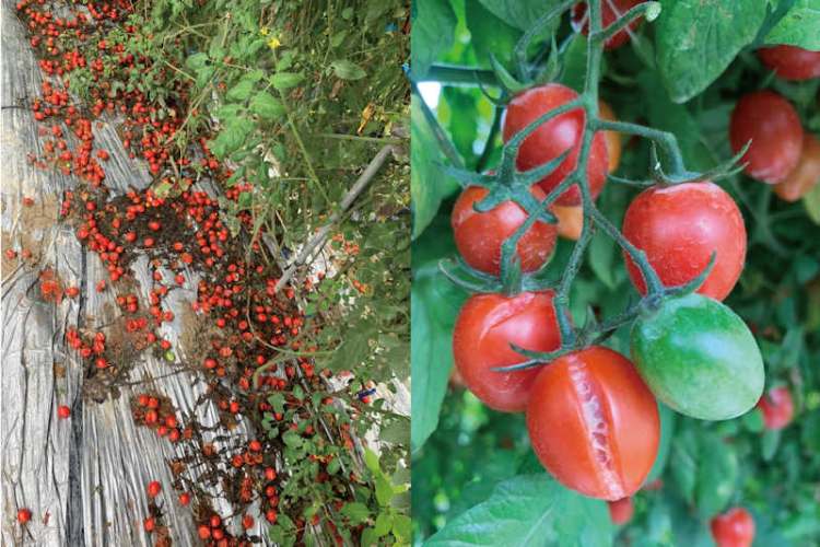 ▲小番茄因連日降雨而嚴重落果、裂果，造成農民損失。(照片/台灣扶農協會提供)