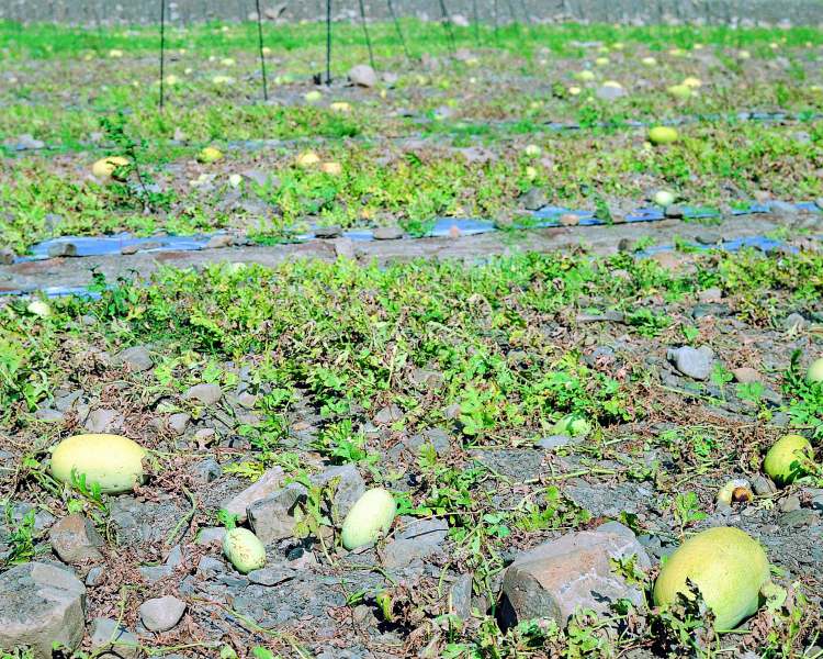 【農業調查】台灣農村缺工嚴重   失聯移工已成台灣農業隱形勞動力