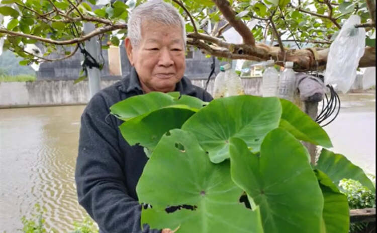 【小農故事】不老農夫黃正錫～女兒黃毓伶視角紀錄種菜達人之田間記事